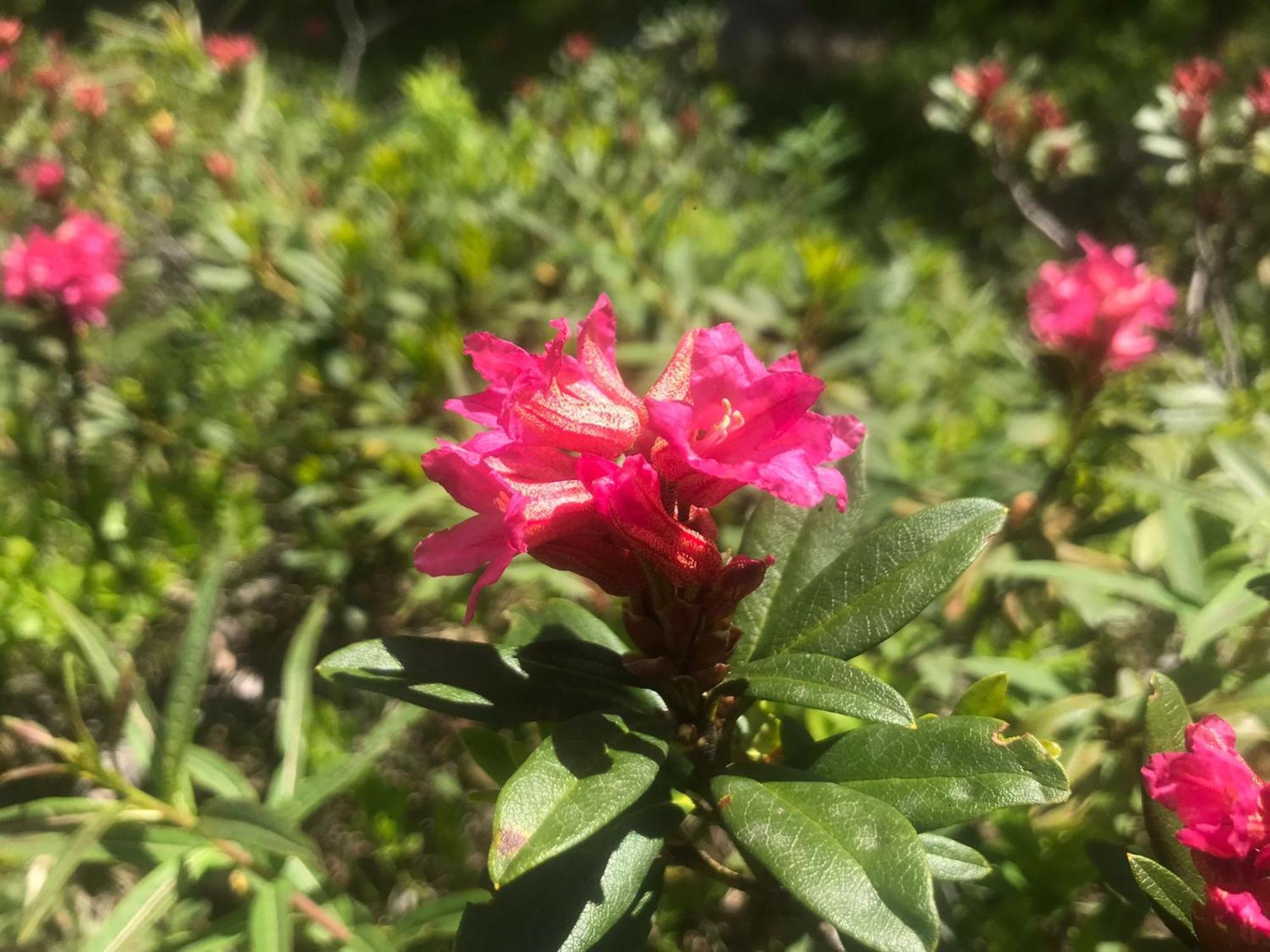 Bionaz Albergo Valentino מראה חיצוני תמונה